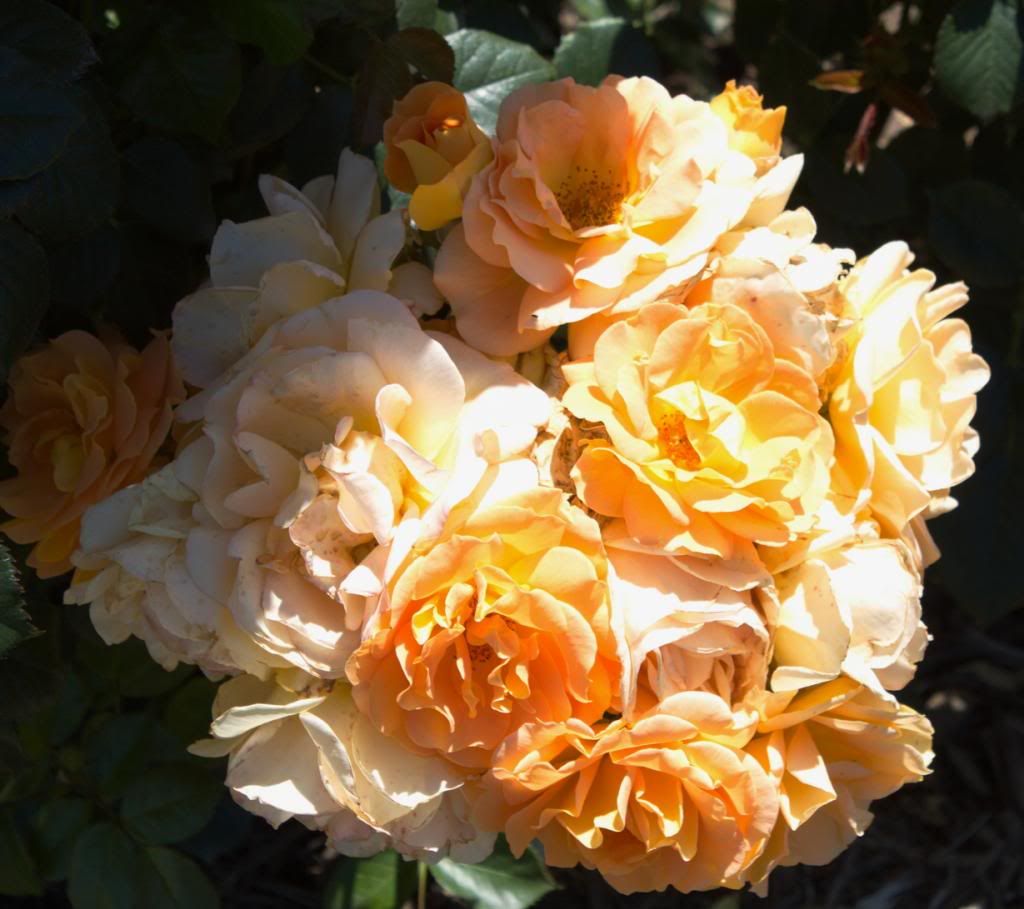  photo GoldNFancy_zps466b88af.jpg